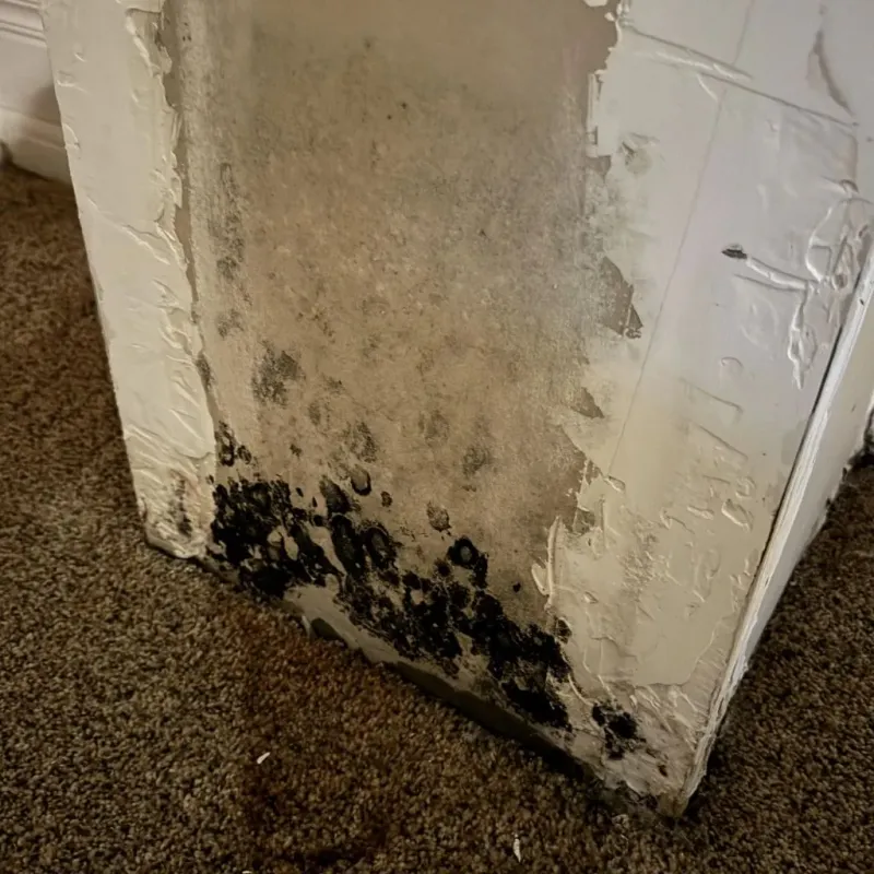 Professional Mold Removal in Centralia, MO